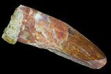 Real Spinosaurus Tooth - Feeding Worn Tip #98250-1